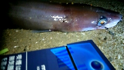 冬のぶっこみでまさかの70cm！？